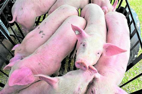 ASF vaccine out in two weeks, says DA .
